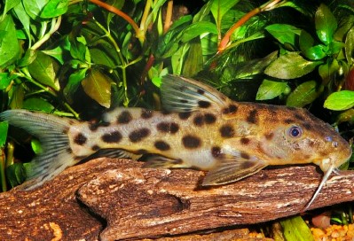 Catfish - Synodontis Longirostris - 1-2 Inch